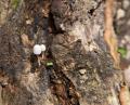 IMG_2239 tiny mushrooms in fern gully